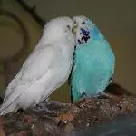 Liebe ist alles