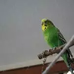 wilder Australier