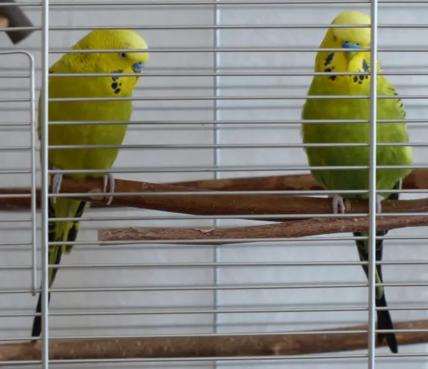 Wellensittich-Bild: Ich bin Gustav, links im Bild und höre gerne zu, wenn mein Freund Heinemann Geschichten aus seinem Leben erzählt, sie sind so schön, da kann ich immer wieder hinhören. Aber auch ich erzähle gerne, ich bin ja froh und auch ein wenig stolz, weil ich sprechen ohne mein Frauchen gelernt habe, einfach vom Zuhören der netten Erzählungen meines Freundes. Wie ihr wisst, verstarb mein Freund im letzten Jahr ziemlich plötzlich, und ich fand durch die eifrige Suche meines Frauchens recht bald einen total netten neuen Freund. Mein Frauchen wird Fotos heraussuchen und sie einstellen. Ich bin jetzt ungefähr 8 Monate in meinem neuen Zuhause und es gefällt mir immer besser dort. Ich glaube mein Frauchen sollte euch mal ein wenig über mein Leben dort berichten. 