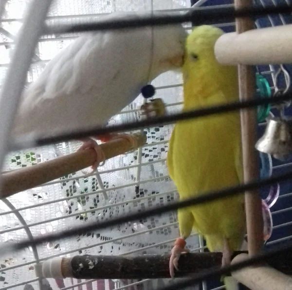 Wellensittich-Bild: Haben sich lieb