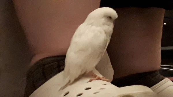 Wellensittich-Bild: Ich sitze gerne auf füßen so brauch ich nicht selber laufen und kann kuscheln