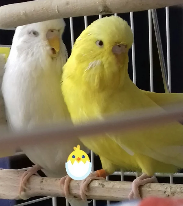 Wellensittich-Bild: Die beiden Osterkücken
