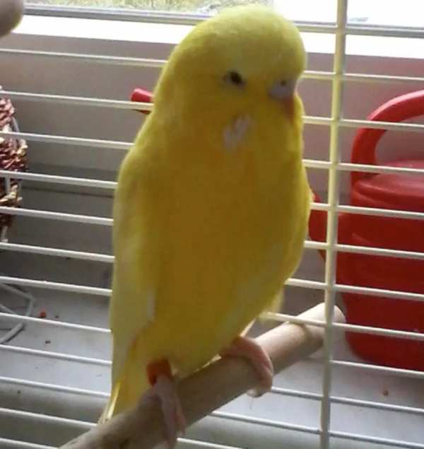 Wellensittich-Bild: Sunny ist erst 4 Monate und sehr Schüchtern