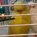 Loona und Sunny nach dem baden