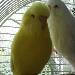 Luna und Sunny