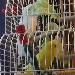 Sunny und Loona beim fressen
