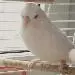 Loona