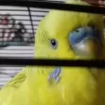Der Bubi