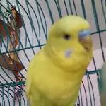 frecher Bubby