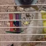 Sunny und Loona