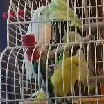 Sunny und Loona beim fressen