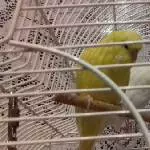 Loona beim fressen 