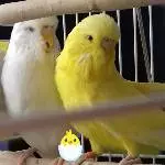 Loona und Sunny zu Ostern