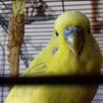 Bubys Schokoladenseite