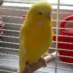 mein Welli Sunny