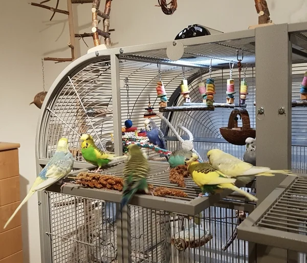 Wellensittich-Bild: Heute war die Ex-Felo von Karl zu Besuch. Zu diesem besonderen Anlass gab es eine große Portion Hirse. Wow haben die alle reingehauen und sich gefreut. Karl ist auch nach vier Monaten sofort zu seiner Ex-Felo auf die Hand gehüpft. Sie hatte ihn vermittelt, da sein Partner verstarb. Sie hat ihn immer noch sehr lieb.