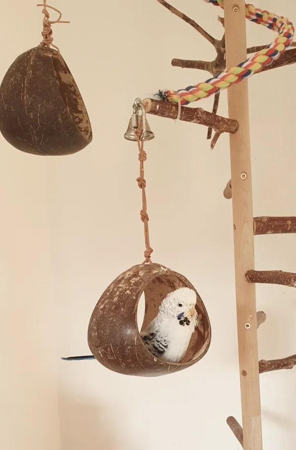 Wellensittich-Bild: Luna wird immer größer und sie ist einfach eine kleine Schönheit. Was meint ihr? 