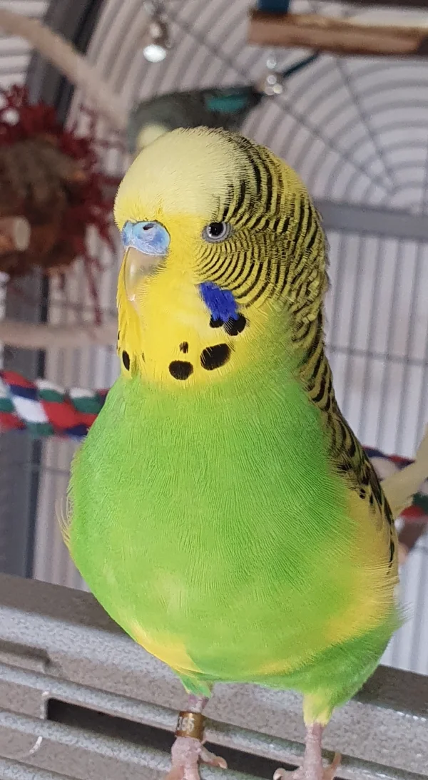 Wellensittich-Bild: Elvis, mein erster Welli. Bin immer noch schockverliebt in den kleinen Kerl. 