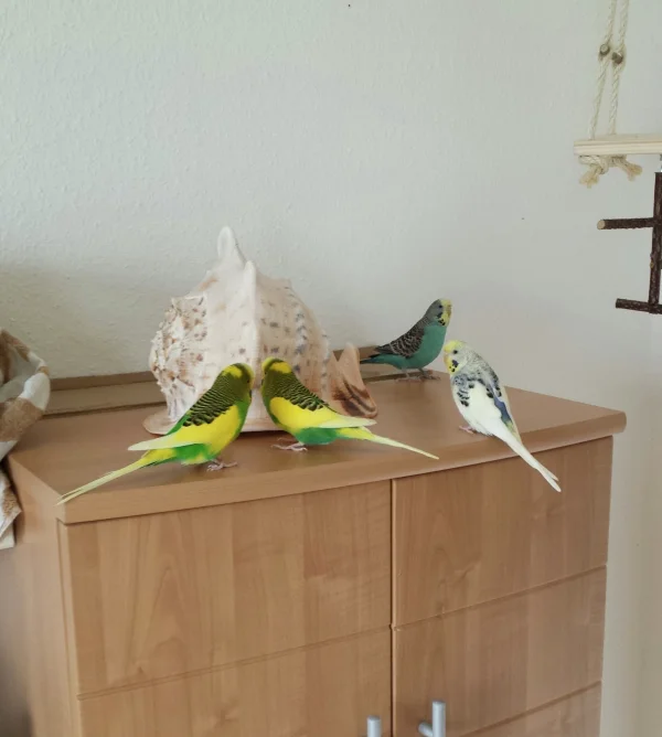 Wellensittich-Bild: Bella und Kira: Hej Jungs, was ist das für ein großes Ding? Elvis und Jamie: Wir wissen es noch nicht. Aber keine Angst es scheint nicht gefährlich zu sein. Wir glauben es nennt sich Muschel.