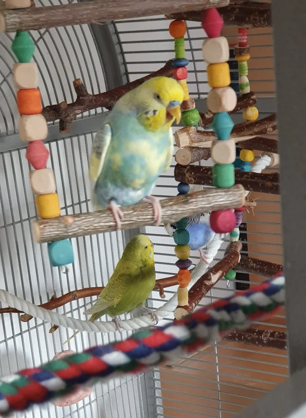Wellensittich-Bild: Ob Finn mein turtelndes Pärchen Isis und Rambo wohl zum Gähnen findet? 
