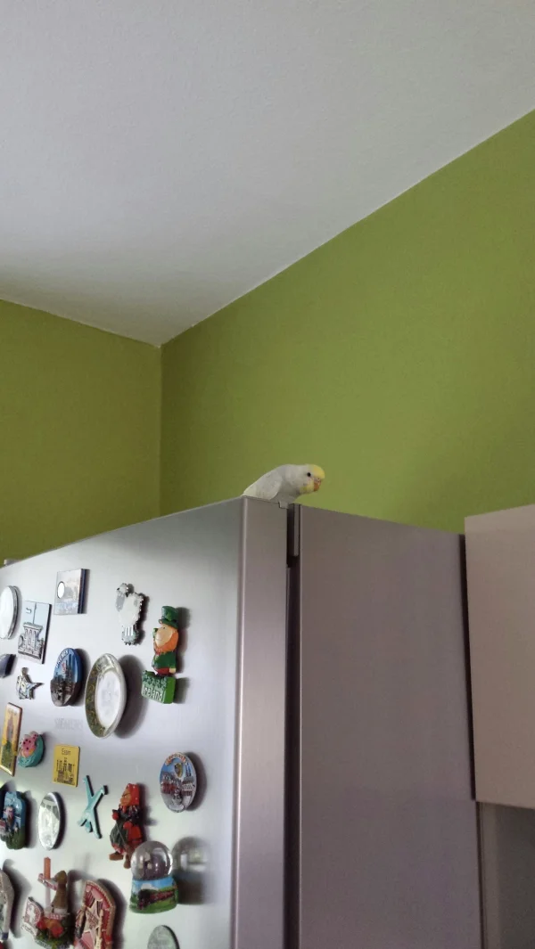 Wellensittich-Bild: Fiona beim ersten und letzten Freiflug in der Küche. Der Raum lässt sich leider nicht vogelsicher machen, so dass die Beiden nun bis zur Vergesellschaftung im Köfig bleiben müssen. Ist aber nicht mehr lang. Schaut sie nicht herrlich neugierig?