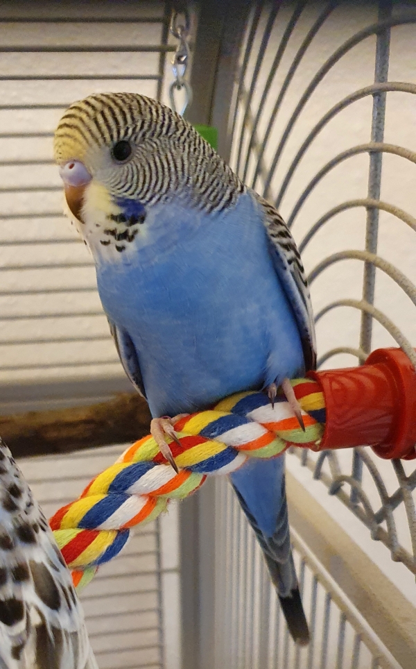 Dori