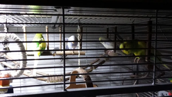 Wellensittich-Bild: Muss man live gesehen haben. Jeder auf seiner Schaukel. Es ist 8.00 Uhr morgens, die Birdlamp geht an. Es wird sich ausgiebig geräkelt. Die Mädchen sind erst seit wenigen Tagen eingezogen und schon haben sie sich dem abendlichen und morgendlichen Ritual angeschlossen. Ich liebe meine kleinen Geier ...