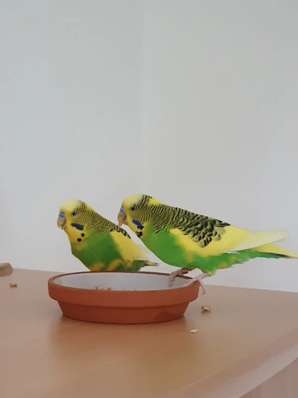 Wellensittich-Bild: Jamie und Elvis, meine beiden Australischen Schecken. Sehen die Jungs nicht wie Zwillinge aus? 
