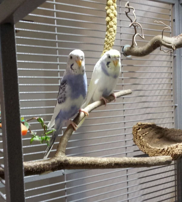 Wellensittich-Bild: Unser erster Morgen im neuen Zuhause. 