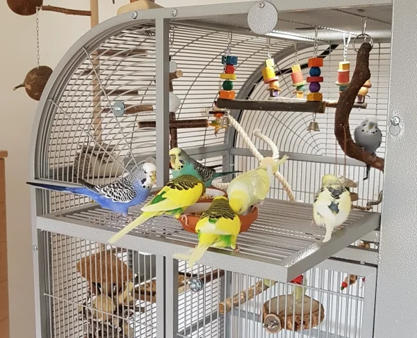 Wellensittich-Bild: Meine Racker stürzen sich mal wieder aufs Buffet. Natürlich sind auch Pellets untergemischt. Ich habe allerdings Täubchen: Die guten ins Kröpfchen, die schlechten bleiben im Töpfchen. 
