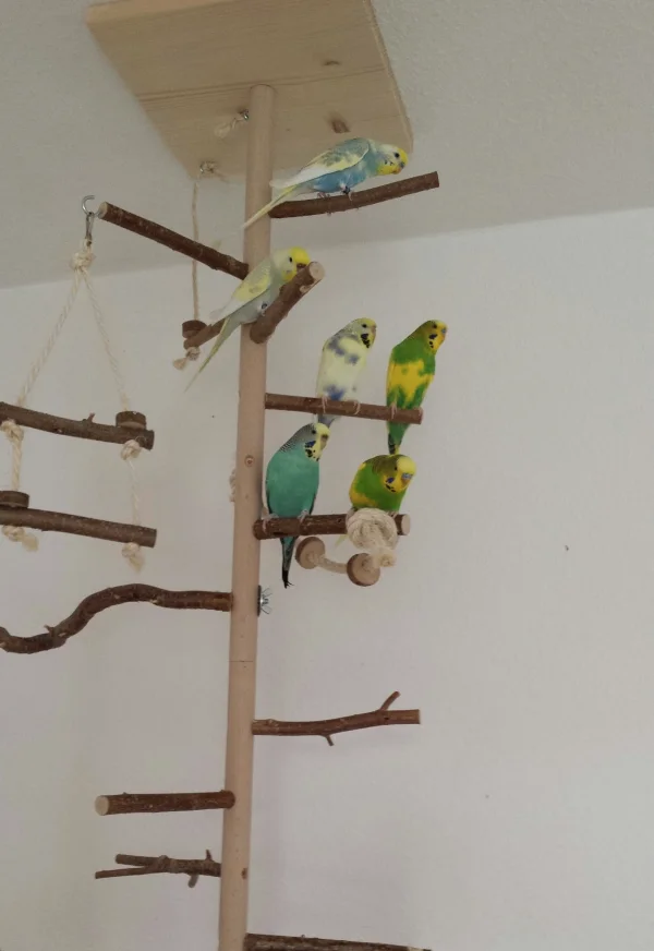 Wellensittich-Bild: Menno, die Felo schiebt schon wieder dieses Saugerdings durchs Zimmer. Da bleiben wir mal lieber in sicherer Entfernung. Wer weiß was da alles drin verschwinden kann.
