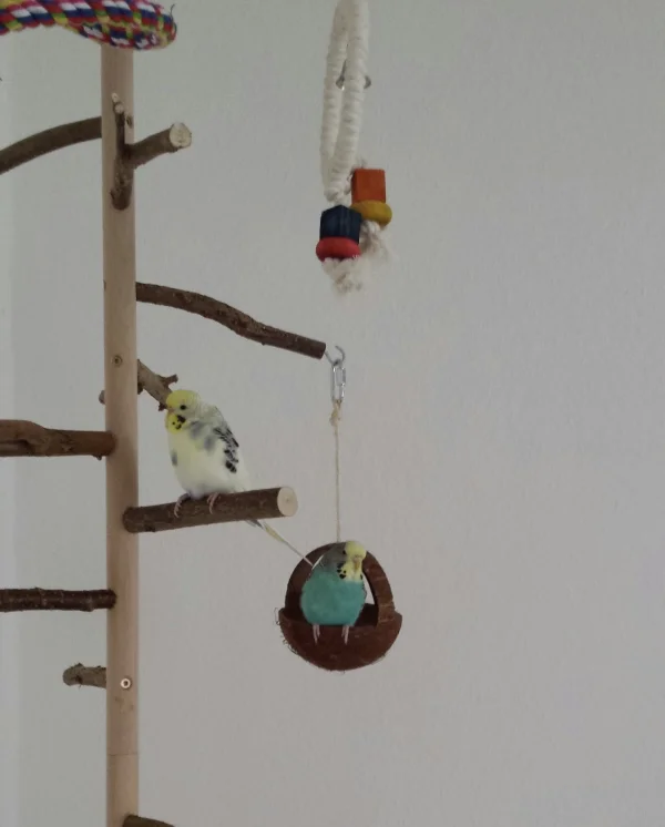 Wellensittich-Bild: Meine Mädels am Chillen. Die zwei verstehen sich prima und sind oft zu zweit unterwegs.