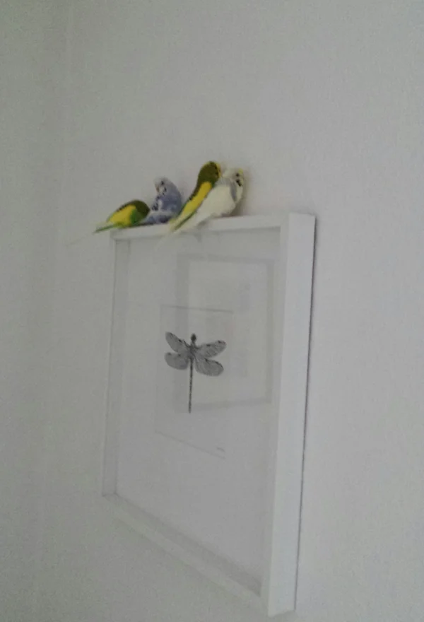 Wellensittich-Bild: Wir sind so arme Wellis. Kein Vogelbaum, kein Spielzeug, keine Äste. Zu viert müssen wir uns auf den Bilderrahmen quetschen. Wir haben es echt so schwer.