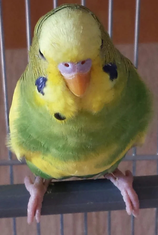 Wellensittich-Bild: Ich bin Pikachu. Meine Felo rätselt noch ob ich ein Junge oder ein Mädchen bin. Wer kann es ihr verraten?