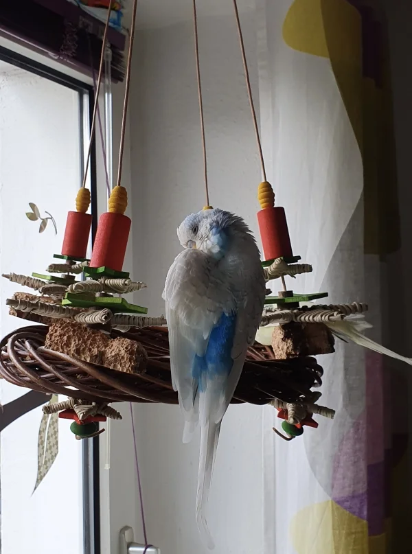 Wellensittich-Bild: Chiko richtet seine Federn für seine Zeit als Weihnachtsengel. 
Seine Bella bearbeitet den Adventskranz, damit alles perfekt wird. 