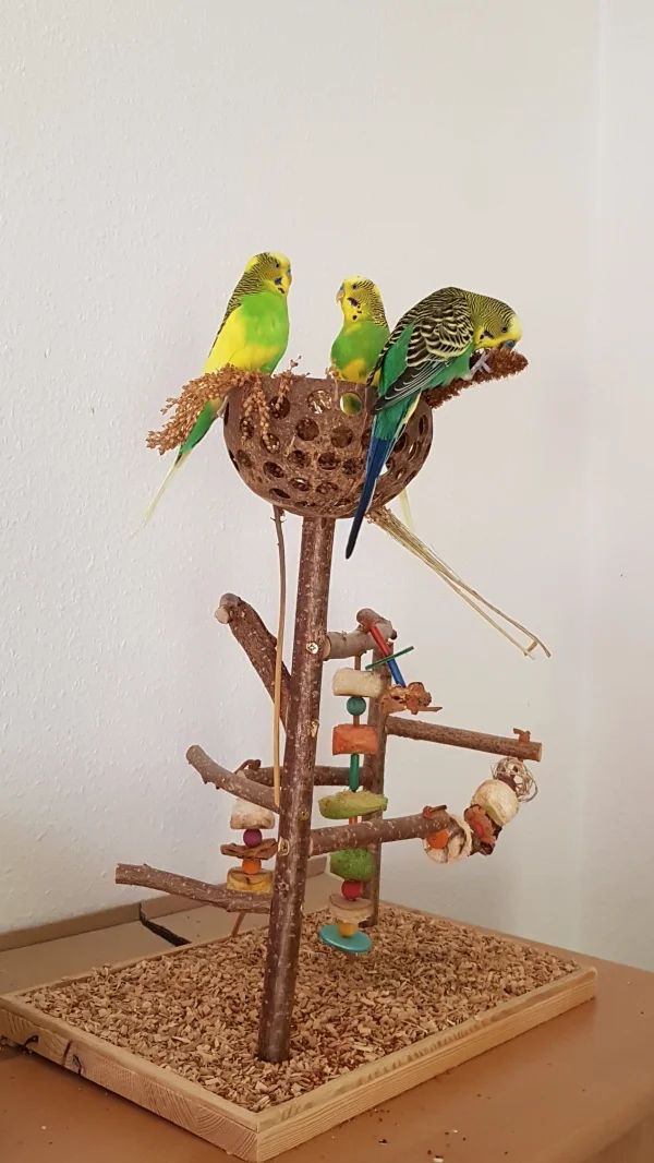 Wellensittich-Bild: dann freut sich der Dritte. Während Elvis und Jamie noch diskutieren, haut sich Karl genüßlich die KoHi rein. 