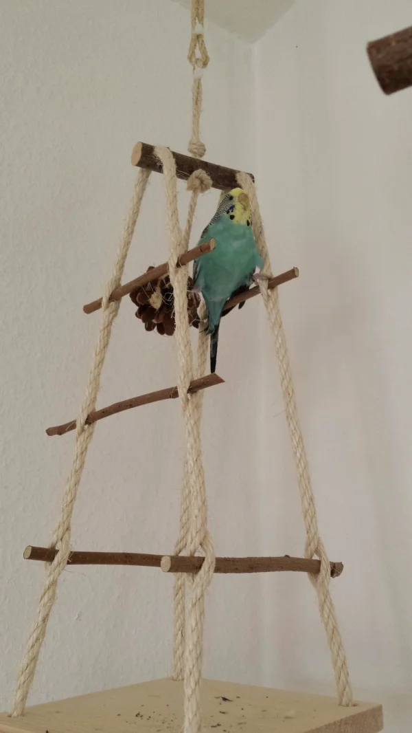 Wellensittich-Bild: Puh, der Osterschmaus den unsere Felo heute serviert hat, geht ganz schön auf die Hüften, da mach ich erst mal ein bisschen Sport. 
