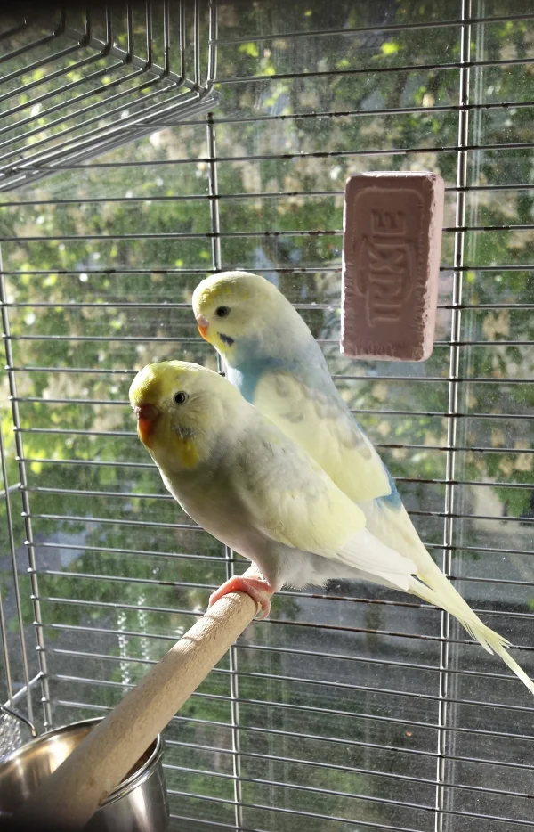 Wellensittich-Bild: Habe meine neuen Flauschis bei dem schönen Wetter ans Fenster gestellt. Sie genießen die Sonne und den Ausblick. Zu meinen anderen den vier anderen Flauschis dürfen sie leider noch nicht. 