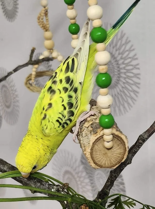 Wellensittich-Bild: Hallo, hier mein Neuzugang Sissi. Sie kam gemeinsam mit Miro zu mir. 