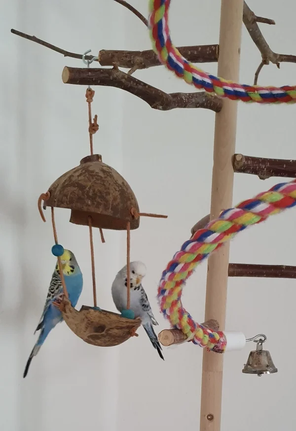 Wellensittich-Bild: Dori und Luna chillen am Sonntag Nachmittag.