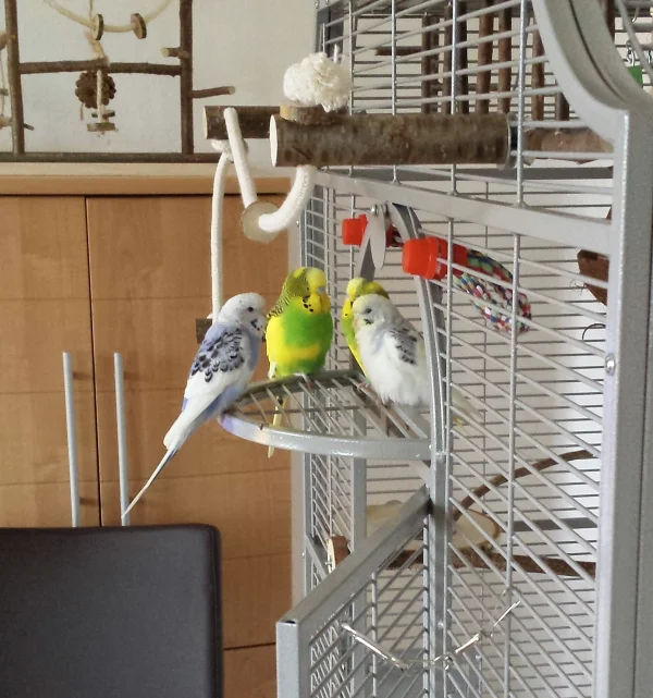 Wellensittich-Bild: Was machen wir heute Nachmittag? Wollen wir was schreddern oder lieber ein paar Runden fliegen?