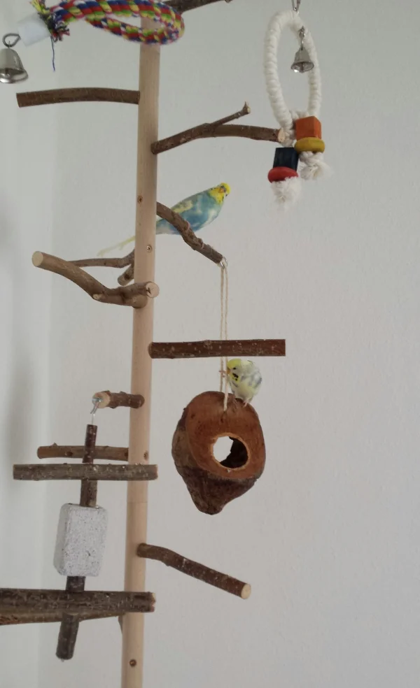 Wellensittich-Bild: Finn und Bella spielen im Baum und haben viel Spaß.
