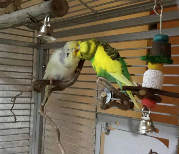 Wellensittich-Bild: ... in love die Zwei.