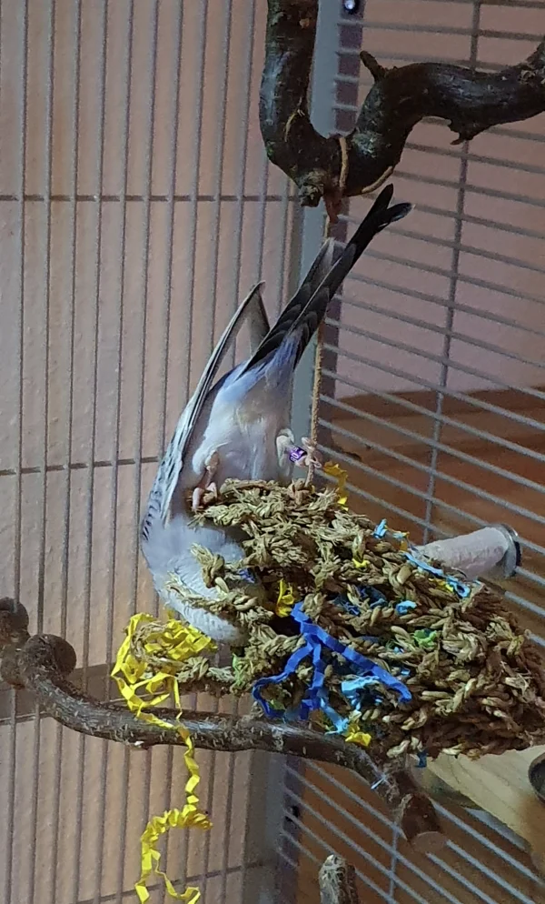 Wellensittich-Bild: Mein Neuzugang Luna hängt gemütlich am Seegrassäckchen und futtert die versteckte Kohi raus. 
Die Kleine ist Lebensfreude pur. 