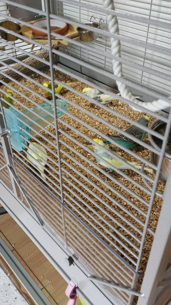 Wellensittich-Bild: Neuester Trend bei meinem Schwarm. Allabendlich laufen sie im Kreis herum und durchwühlen das BHG. So lustig die Flauschis.