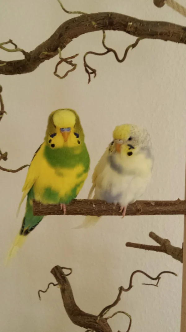 Wellensittich-Bild: Jamie und Bella - verliebte Teens. Hier und da fehlt ein Kehltupfen. Das Gefieder voll vermausert. Aber sooo verliebt.