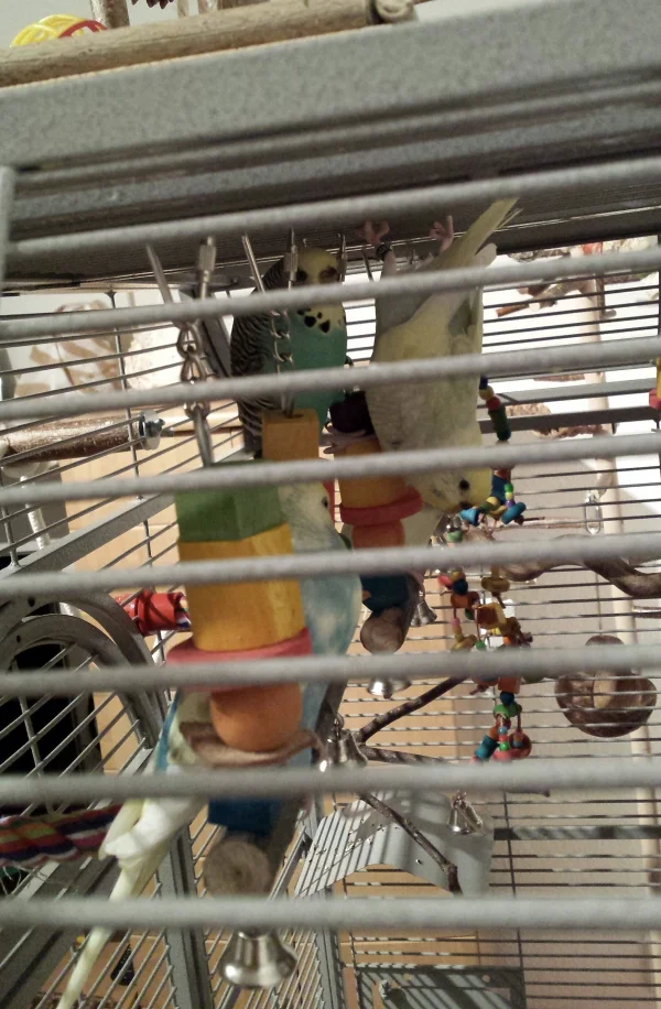 Wellensittich-Bild: Gerade kam ich nach Hause und entdecke Fiona mal wieder Kopf nach unten, tief schlafend an der Vollidecke. Ganz nah bei den anderen. Es sind 8 Schaukeln für 6 Wellis und weitere Schlafplätze vorhanden. Warum tut sie das? Ist das gefährlich?