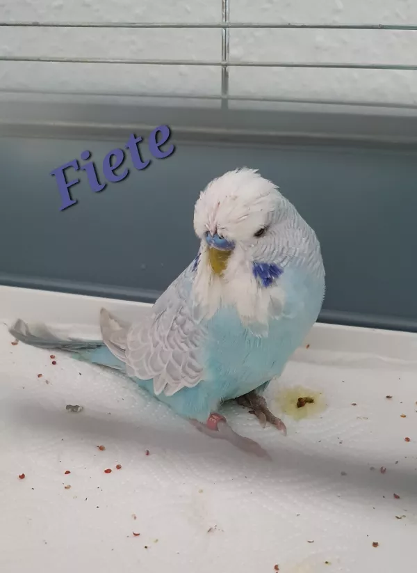 Wellensittich-Bild: Heute darf ich euch Fiete vorstellen. Ein Hellflügel Hahn in hellblau. Er wiegt 43 g und ist am 23.12.23 geschlüpft.