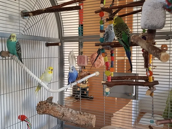 Wellensittich-Bild: Die Felo hat das Sitztau gewechselt. Kira, Fiona und Viola testen. Nils und Karl chillen in der Kronenschaukel. 
