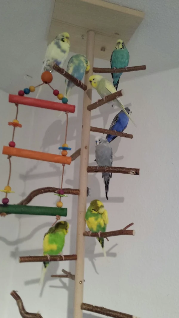 Wellensittich-Bild: Heute ist es mir zum ersten Mal gelungen meinen kompletten Schwarm abzulichten. Auch dieses Bild entstand während die Felo die Burg gekehrt hat. Kira bekam einen dringend nötigen Krallenschnitt und alle mussten auf die Waage. Jetzt futtern alle ihre Belohnungskohi. Einmal im Monat wiege ich alle. Ist leider unumgänglich in einem Schwarm mit Megaträgern. War aber alles im grünen Bereich. 